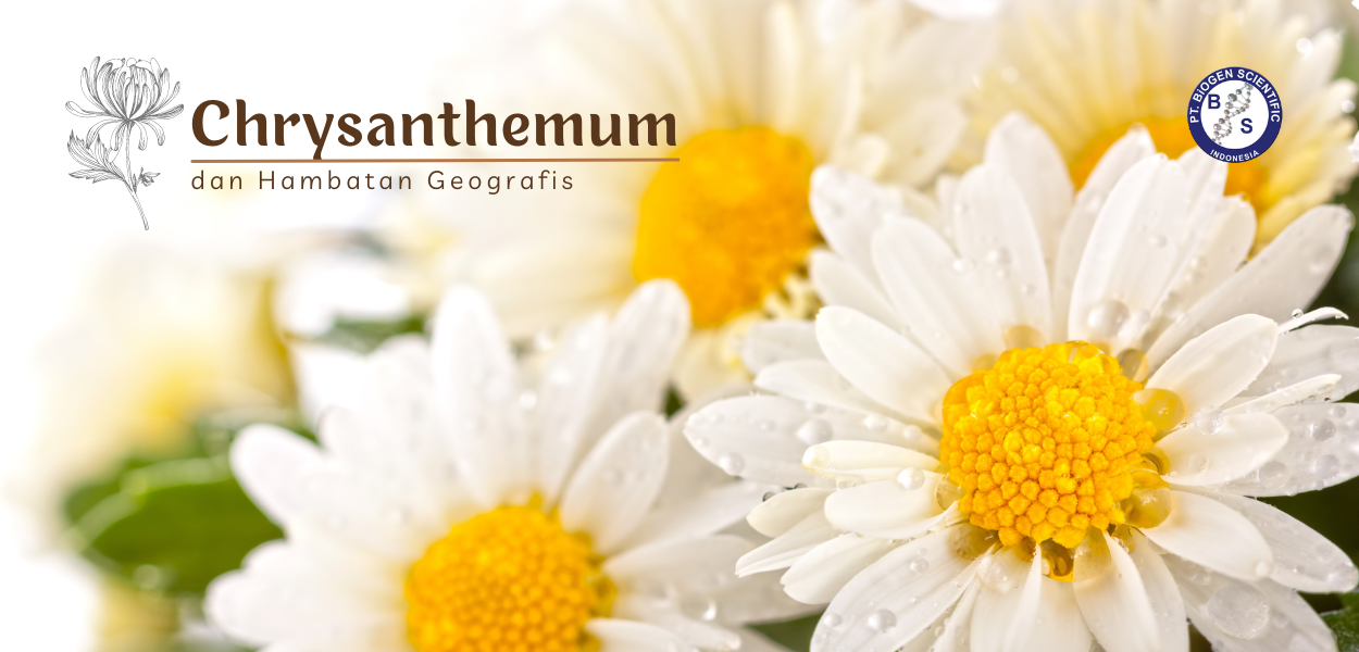 Chrysanthemum dan Upaya Meminimalisir Hambatan Geografis Demi Beragam Manfaatnya